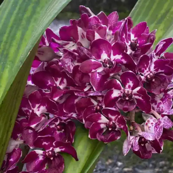 Rhynchostylis (RYS-018)