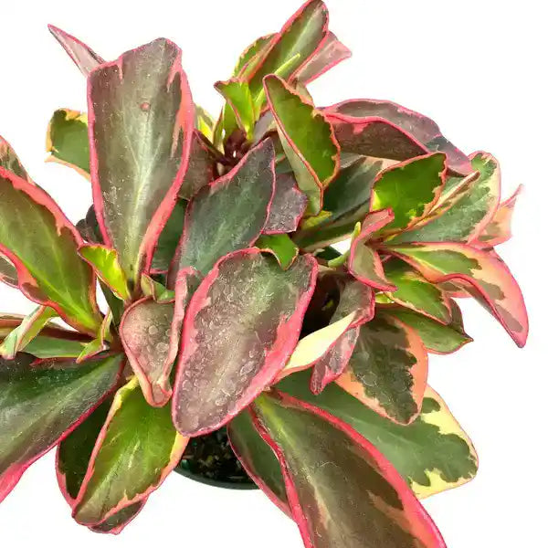 Baby Rubber Plant Tricolour, Pepperomia Obtusifolia