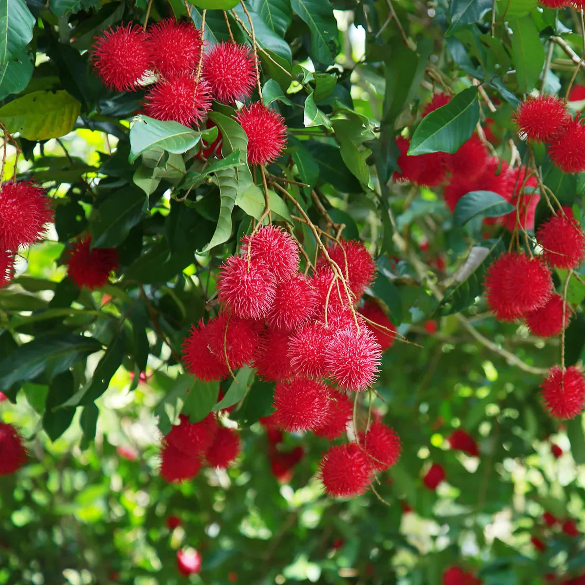 Rambutan N18 Plant - Sweet Tropical Fruit Tree - Keyfarm Wayanad