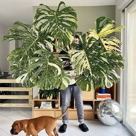 Monstera Deliciosa Thai constellation Variegated – Rare Collector's Plant - Aloevera Greens