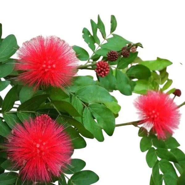 Calliandra Haematocephala Hassk (Red)