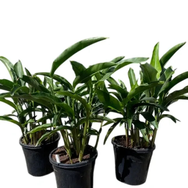 Heliconia Angusta Red Christmas (Holiday)