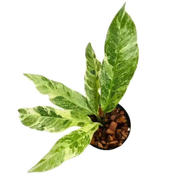 Rhaphidophora Foraminifera Albo Variegated - Super Rare