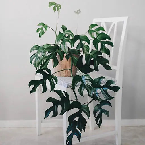 Rhaphidophora Tetrasperma