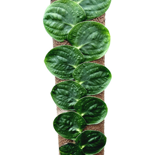 Rhaphidophora Korthalsii