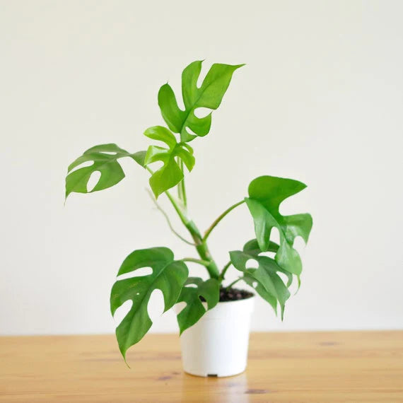 Mini Monstera, Rhaphidophora Tetrasperma, Minima