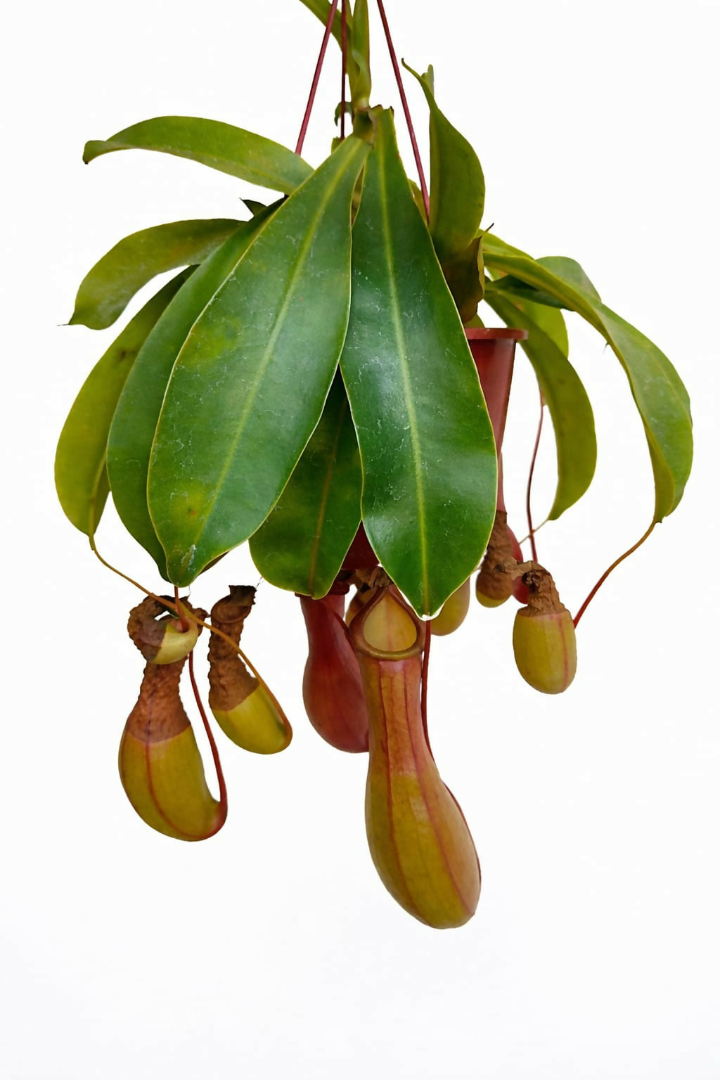 The Lush Flora Nepenthes Ventrata Pitcher Plant