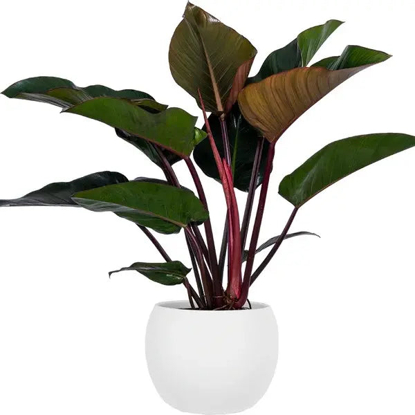Congo Rojo Philodendron - Red Congo
