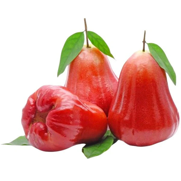 Rose Apple Chambakka, Jambaka Fruit Plant