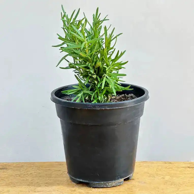Rosemary Plant