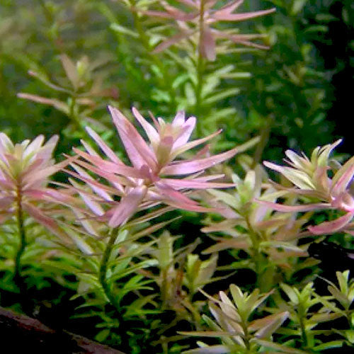 Rotala pink/ Rotala rotundifolia pink (6 stems)