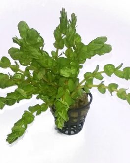 Rotala Rotundifolia "Twilight" (large pot)