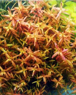 Rotala Rotundifolia "Twilight" (6 stems)