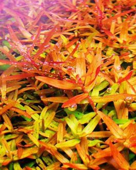 Rotala rotundifolia 'orange juice' (large pot)