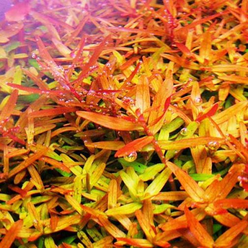 Rotala rotundifolia 'orange juice' (large pot)