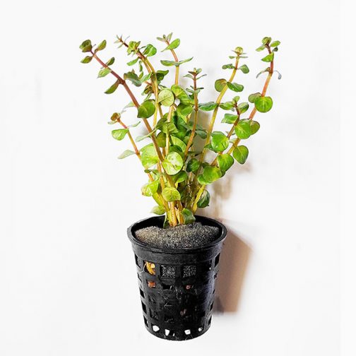 Rotala sp Assam (6 stems)