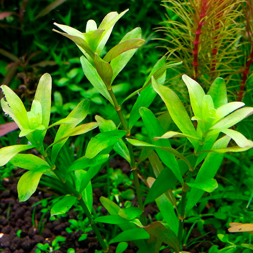 Rotala sp Ceylon (6 stems)