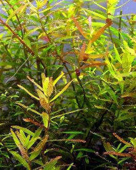 Rotala sp Ceylon (large pot)