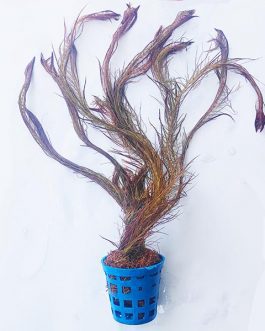 Rotala wallichii 'Mexicana'/ Copper red walichii (large pot)