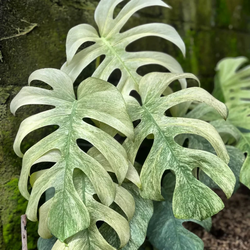 Monstera Deliciosa White Monster