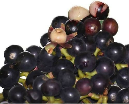 Amazon Grape – Live Grafted Exotic Fruit Tree - Keyfarm Wayanad