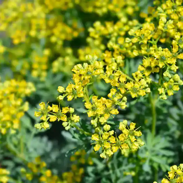 Ruta graveolens, Arutha