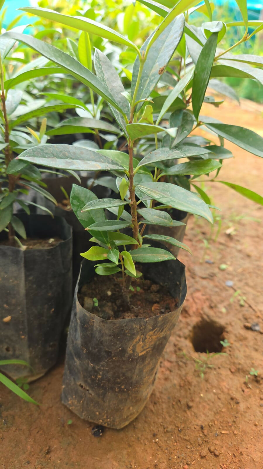 Cherry of Rio Grande – Live Grafted - Keyfarm Wayanad