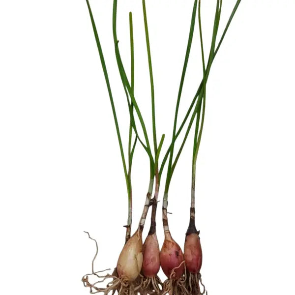 Rain Lily-Bulb