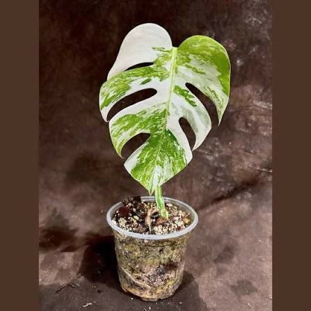 Monstera Albo Variegated white