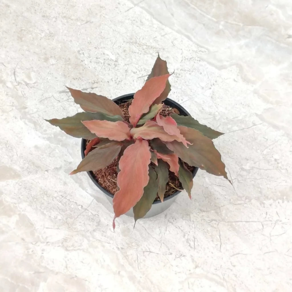 Homalomena humilis red (3.5 inch pot )