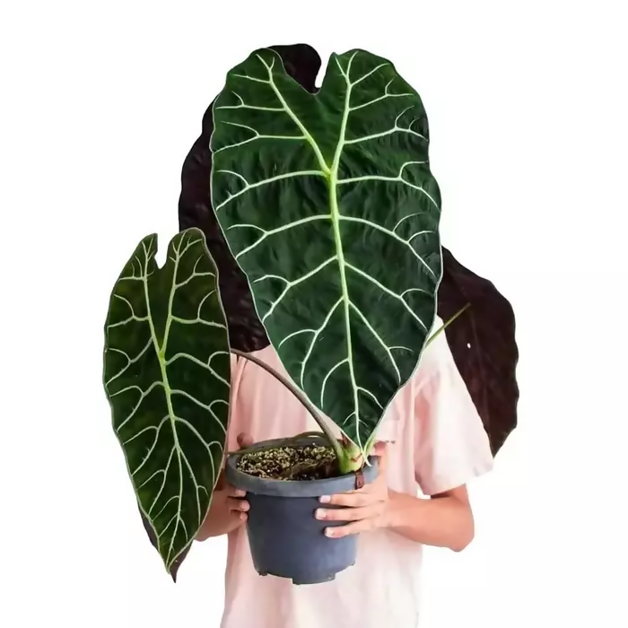 Alocasia watsoniana-Exotic TC plant-EtherealDNA