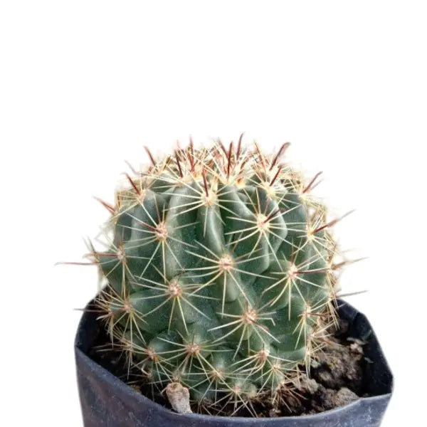 Hamato Cactus