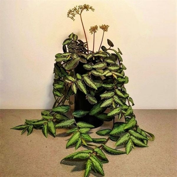 Pellionia repens var. pulchra