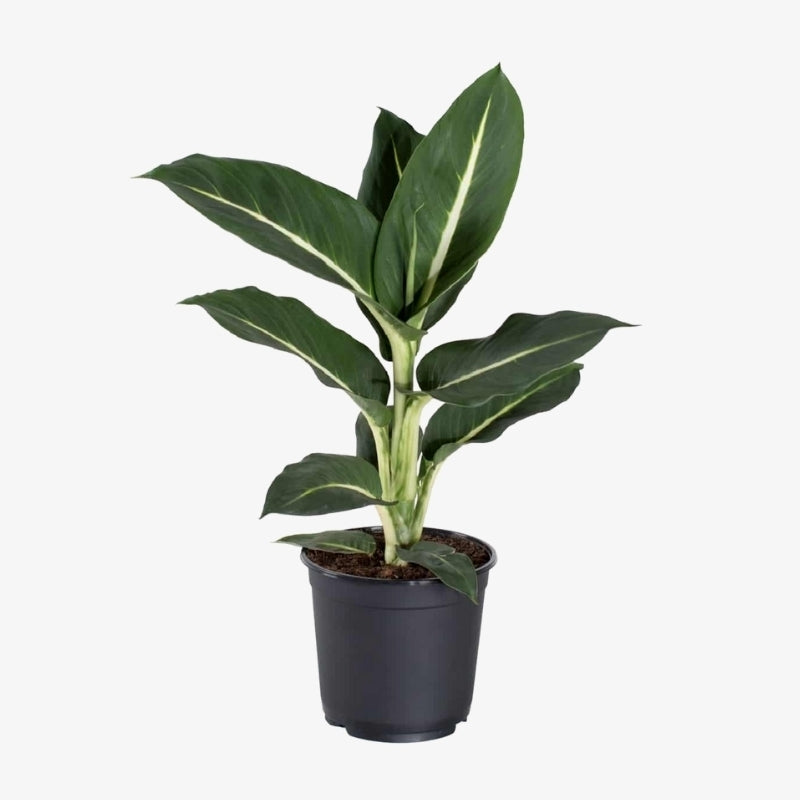 Dumb Cane Green Magic