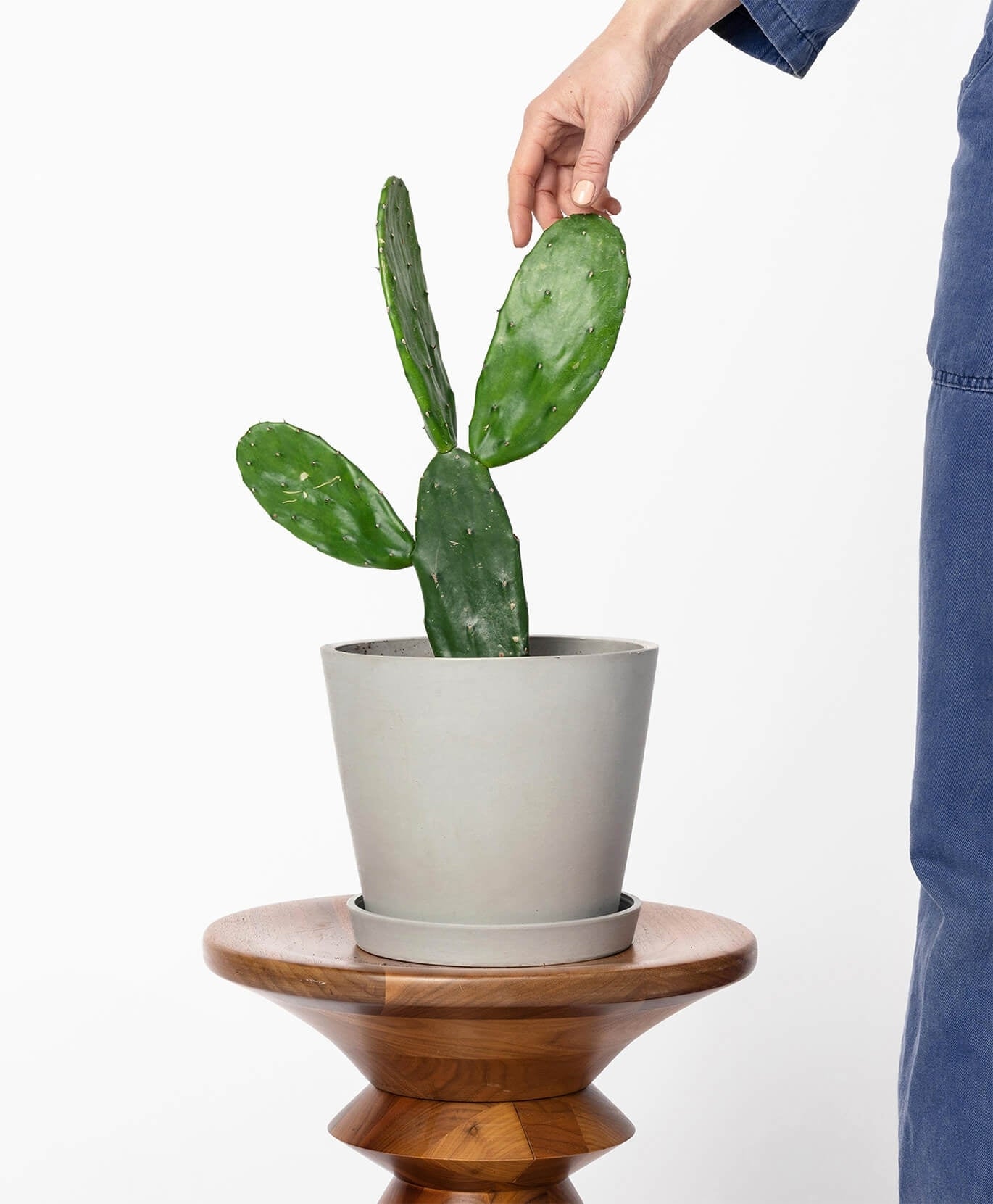 🌵 Prickly pear Cactus 🌵