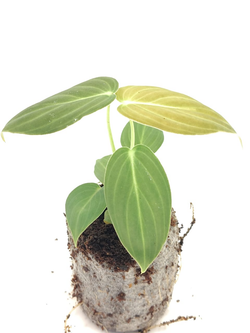 Philodendron melanochrysum