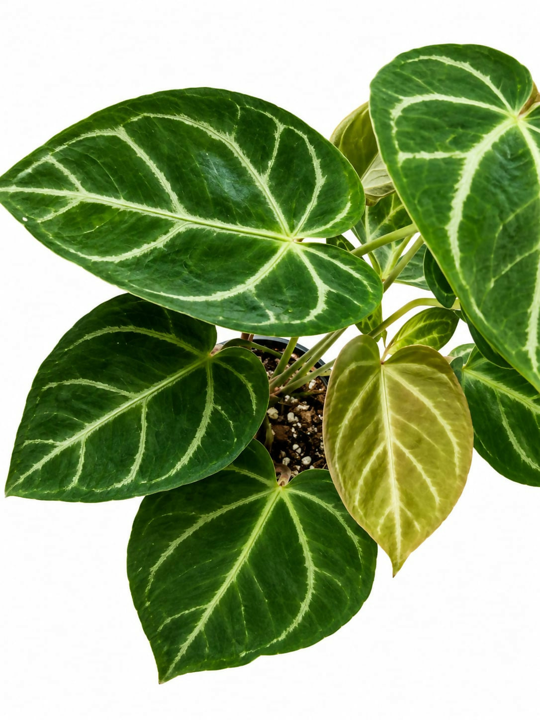 Anthurium crystallinum - Stunning tropical foliage plant- The Lush Flora