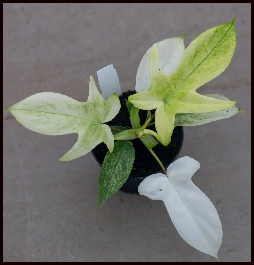 Philodendron Florida Ghost mint