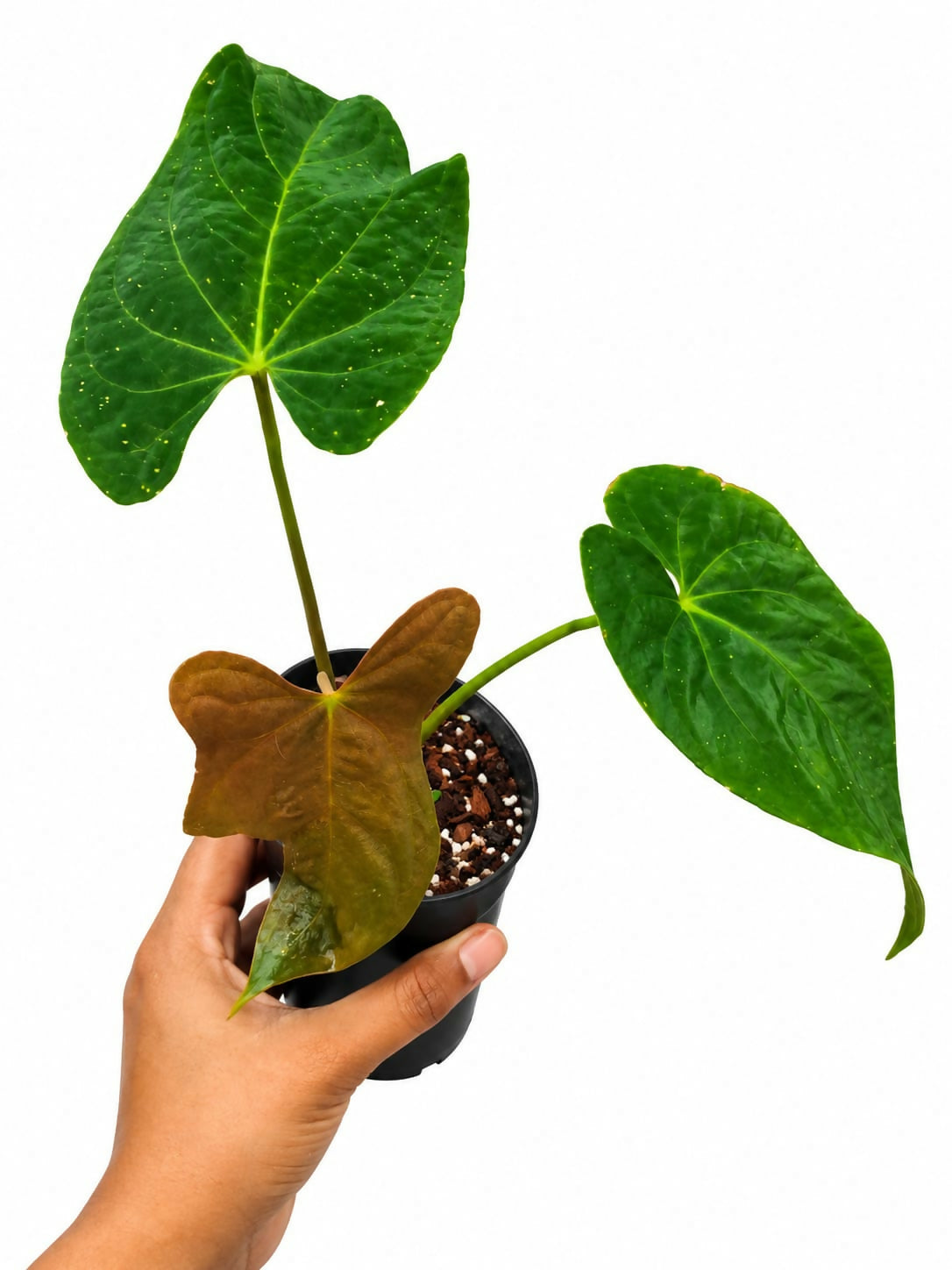 Anthurium papillilaminum ‘Fort Sherman’ (Pure Form)- node propagated plant(not tissue)- The Lush Flora