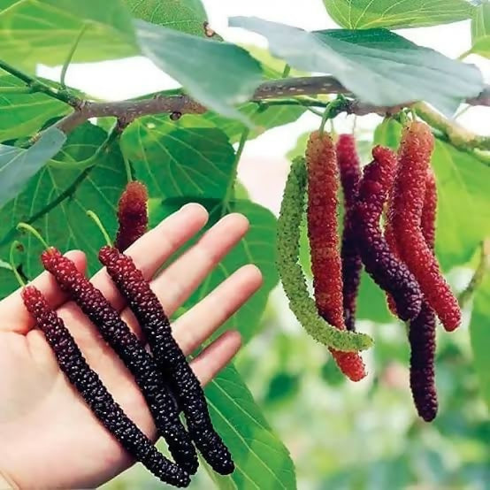 Brazilian Mulberry – Live Grafted Exotic Fruit Tree - Keyfarm Wayanad