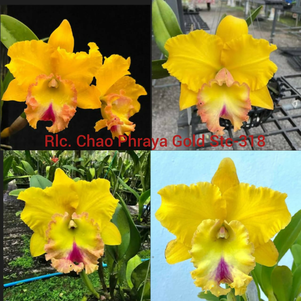 Cattleya Rlc Chao Phraya Gold Stc-318- Blooming size