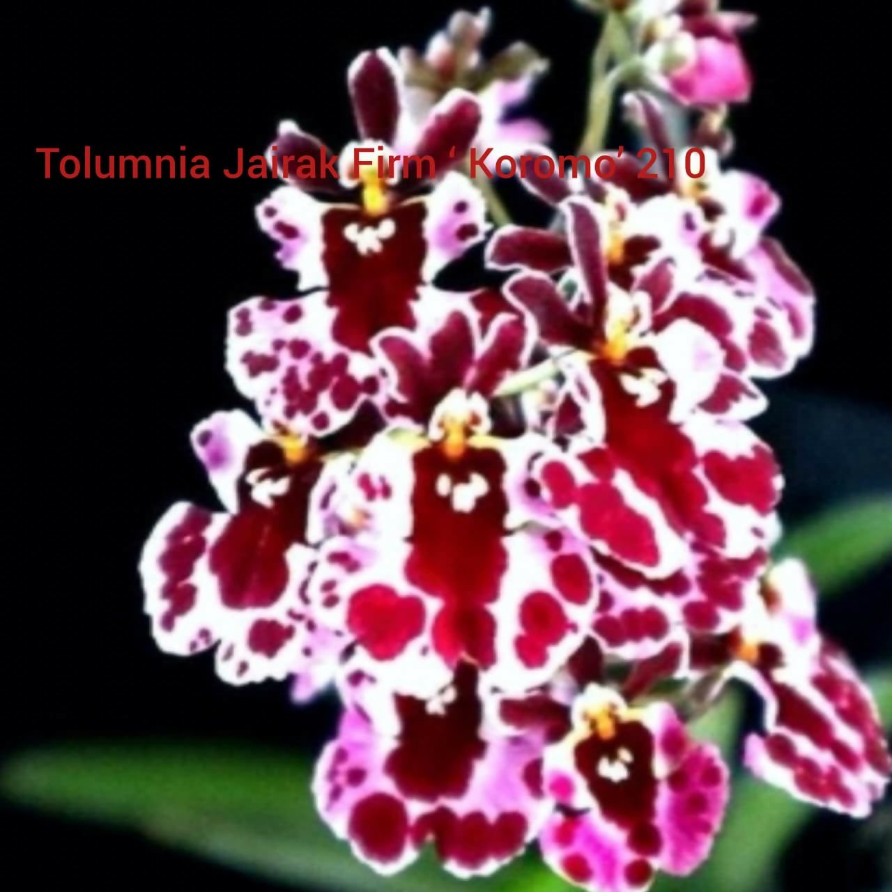Tolumnia Orchid Jairak Firm 'Koromo' 210