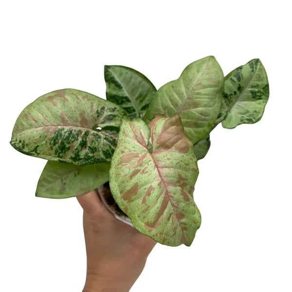 Syngonium Confetti Tricolor - Rare