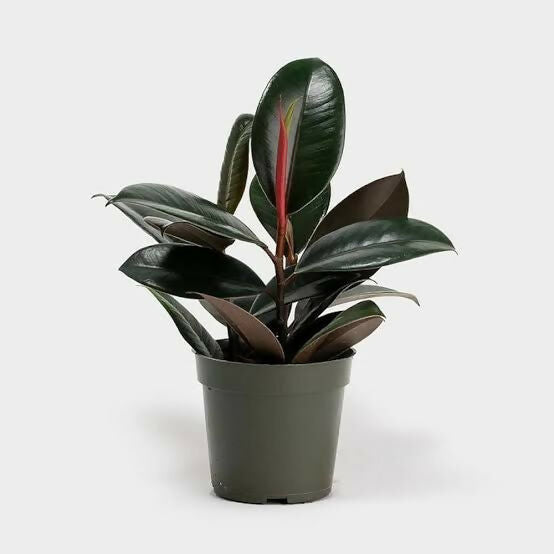 Rubber Plant Ficus Elastica ‘Burgundy’