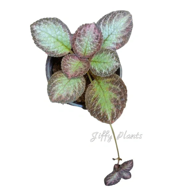 Episcia Edge Of Night - Red Flower
