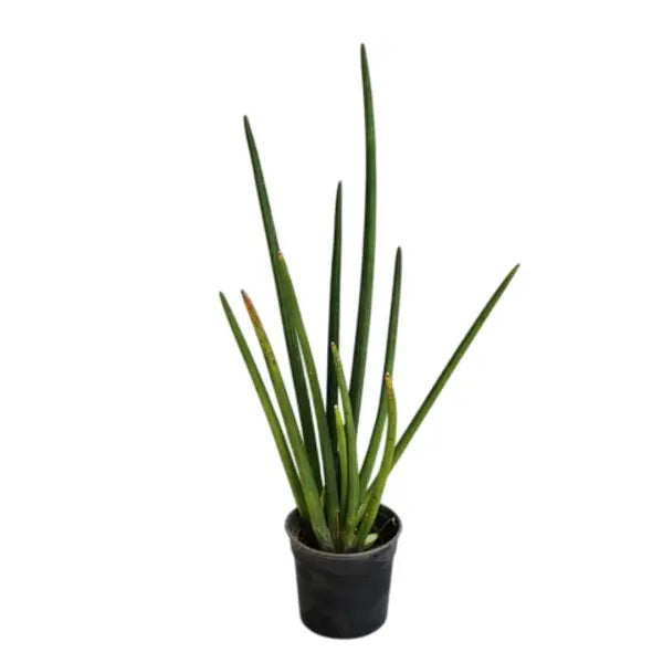 Sansevieria Cylindrica Medusa