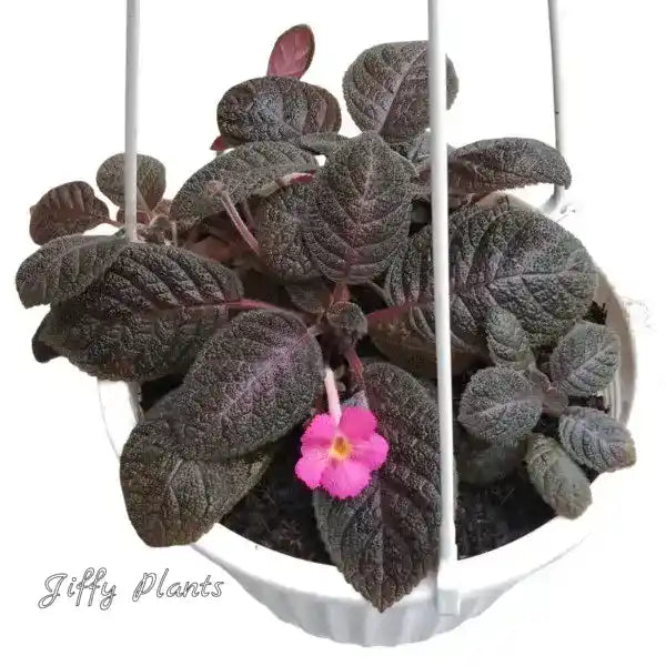 Episcia Mystic Star ( Joy's Pink in Black ) - Pink Flower