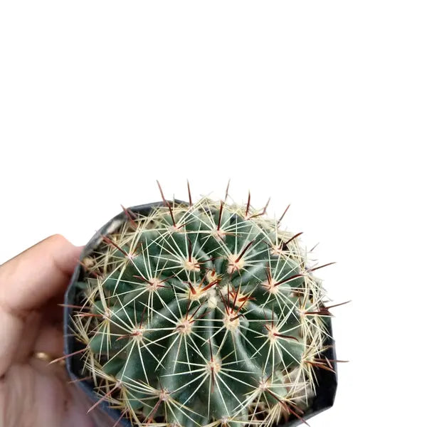 Hamato Cactus