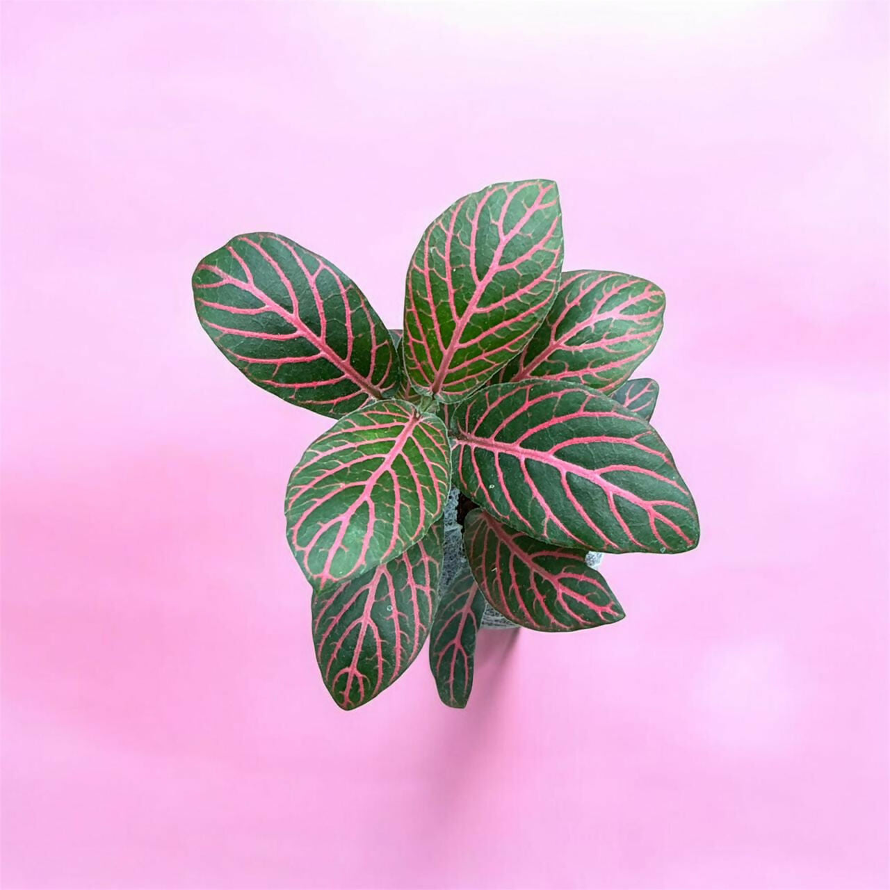 Fittonia-7 plants combo- Jiffy sized