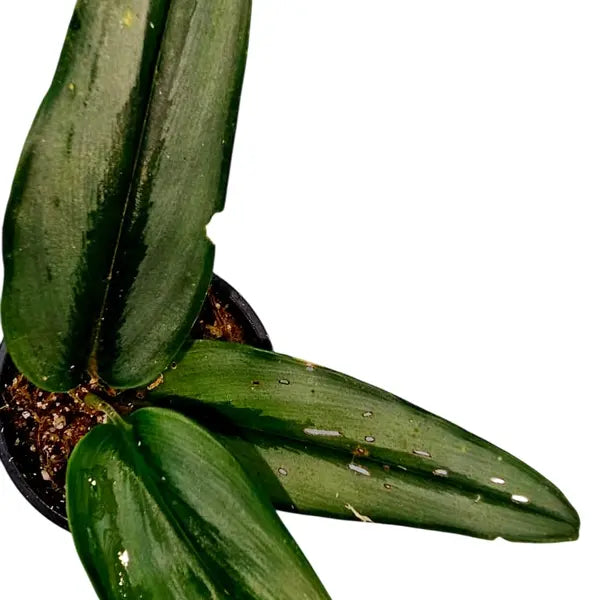 Schapochlamys Sp